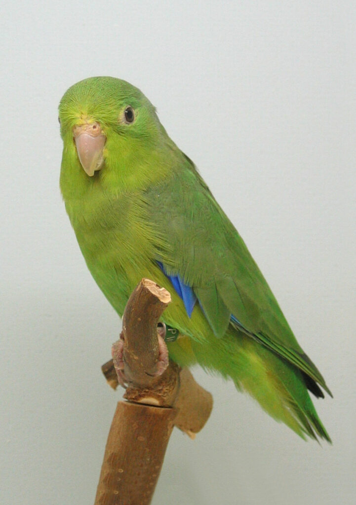 'onze' Insularis