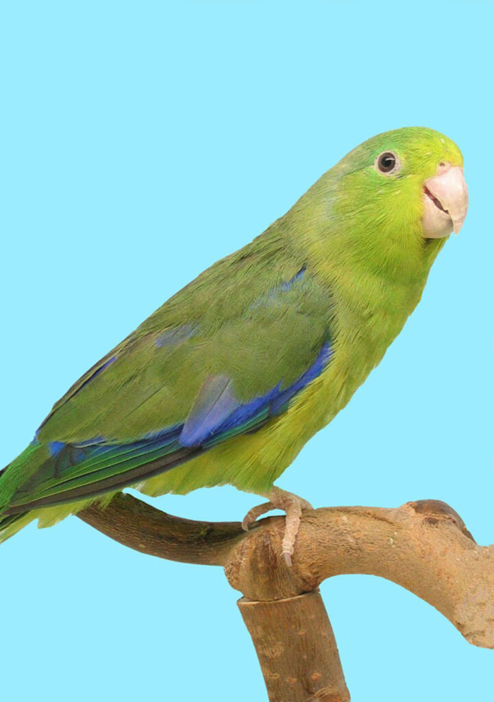 Blauwvleugel